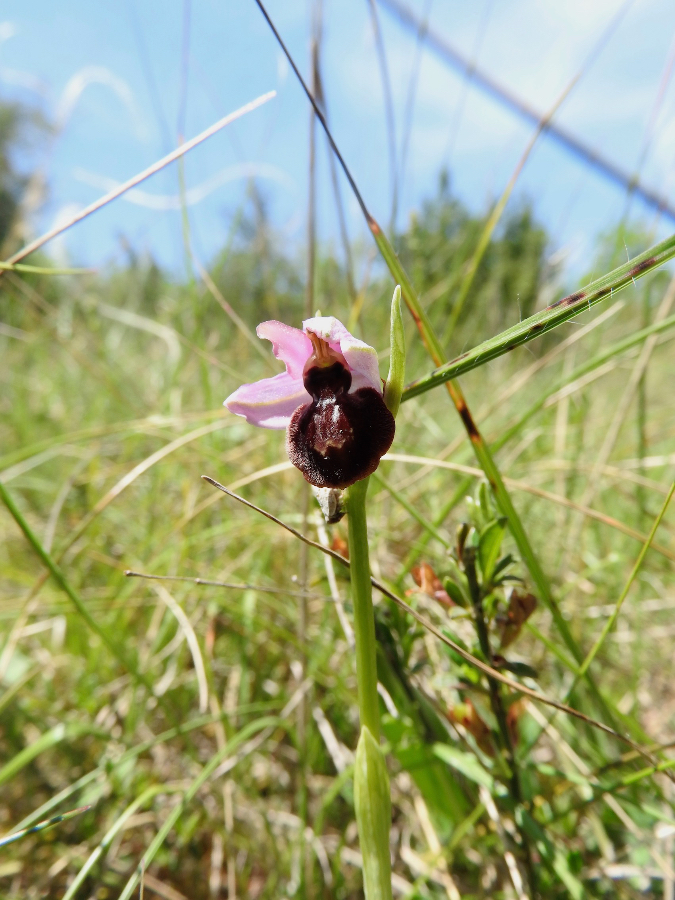 Tussen vele O. aveyronensis deze: ook een aveyronensis?, O. passionis?  eind mei in de Cevennes