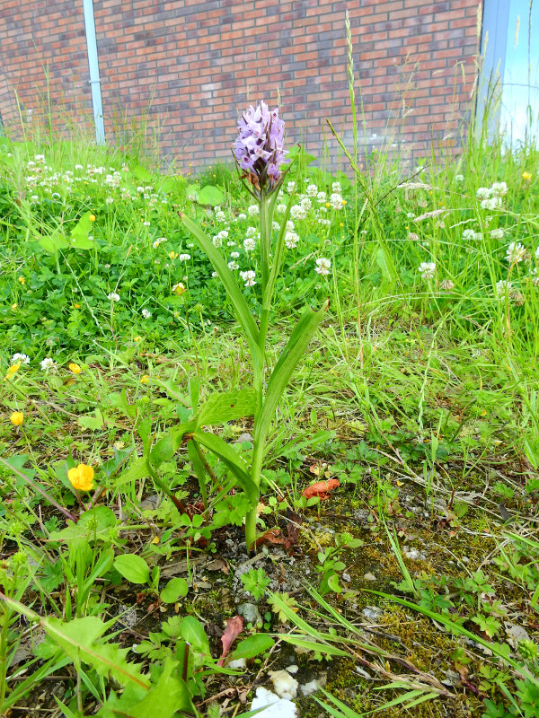 Dactylorhiza.jpg
