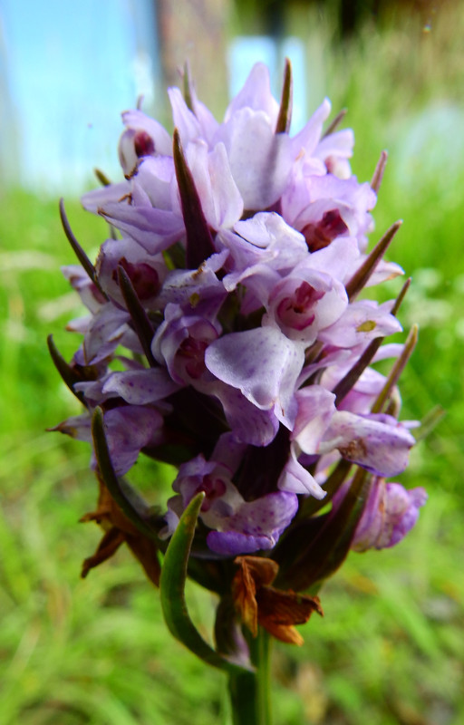 Dactylorhiza tros.jpg