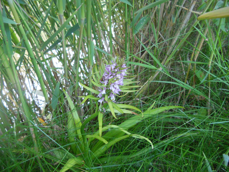 orchis onbek 1-kl.jpg