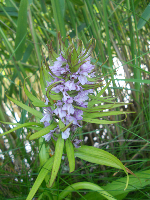 orchis onbek 3-kl.jpg