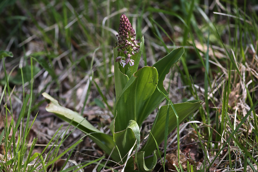 Purperorchis Brenne D22B9561_edited-1.jpg