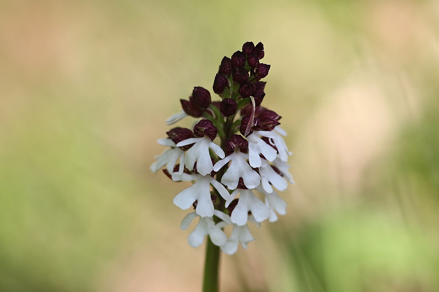 Aangebrande orchis Brenne D22B9666_edited-1.jpg