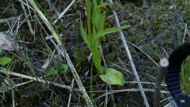 1-P1470654.JPG
