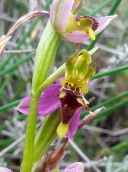 de bloem is ca. 2cm groot