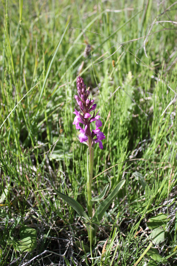 Dactylorhiza Cañon de rio Lobos Spanje 2012 (1).JPG