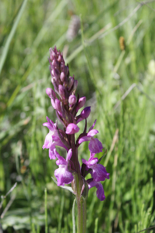Dactylorhiza Cañon de rio Lobos Spanje 2012 (2).JPG