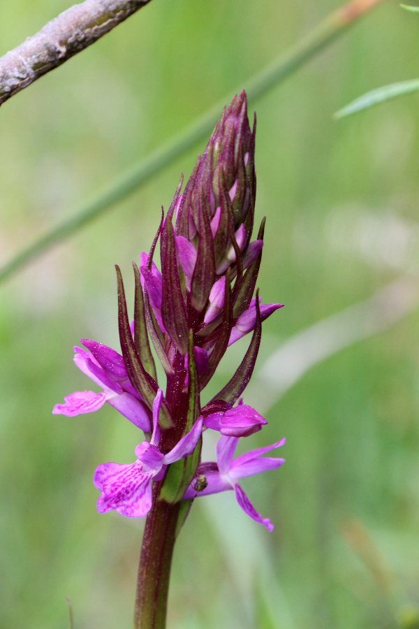 Dactylorhiza alpestris Pedra Pyreneeën Spanje juni 2016 (2).JPG