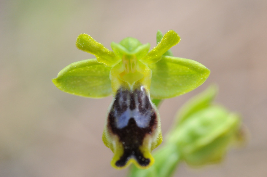 Ophrys melena VB Neo Chorio 2.jpg