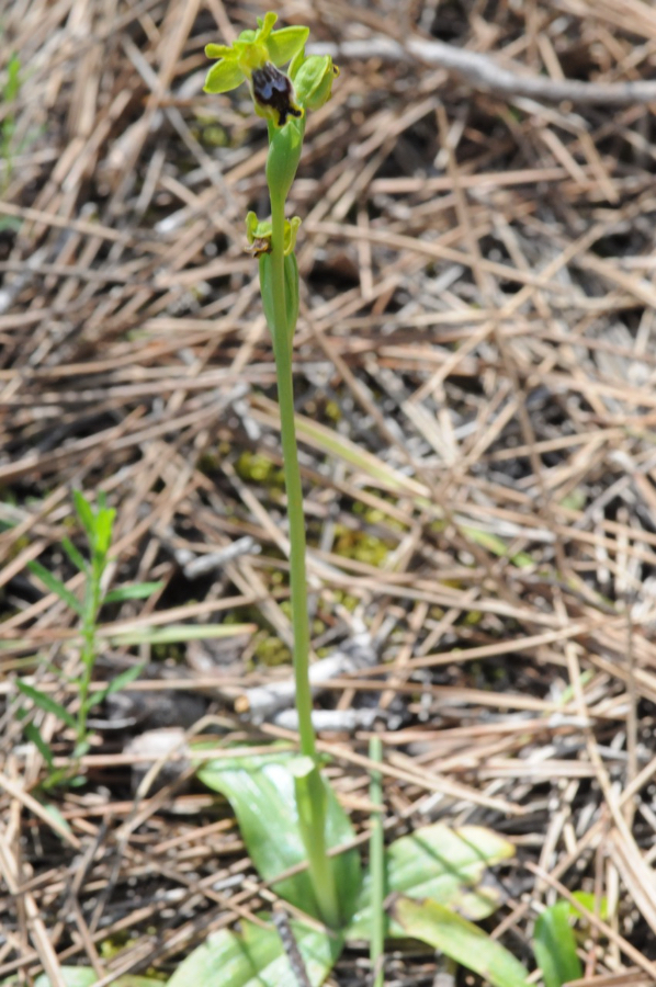 Ophrys melena VB Neo Chorio 4.jpg