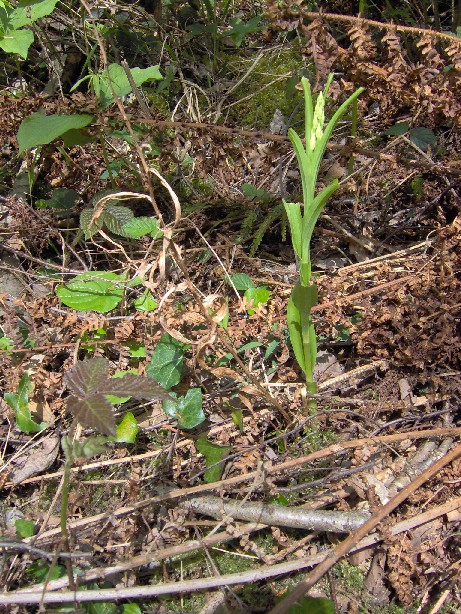 Cephalanthera longifolia.jpg