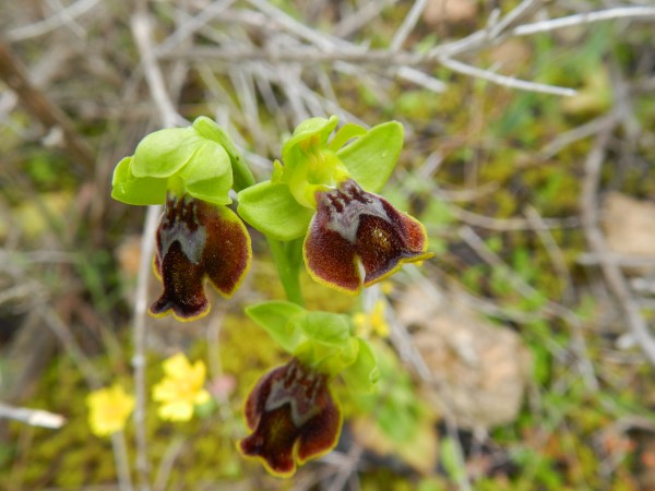 DSCN0280 (600 x 450).jpg