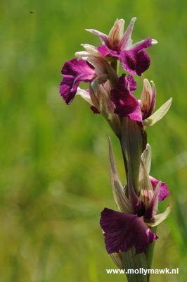 hybrid Orchis Picta x Serapias neglecta, Var Fr, 29-04-2009 08_resize.JPG