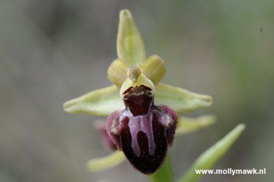 Ophrys incubacea, Var Fr, 29-04-2009 14_resize.JPG