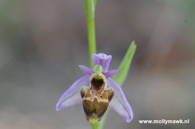Ophrys scolopax var, Var Fr, 29-04-2009 09_resize.JPG