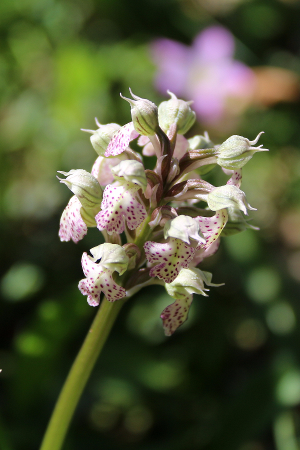 Orchis conica Giara di Gesturi Sardinië april 2017 (3).JPG