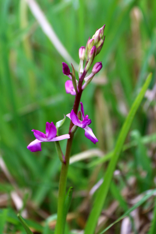 Orchis laxiflora Arzachena La Prisgiona Sardinië april 2017 (1).JPG