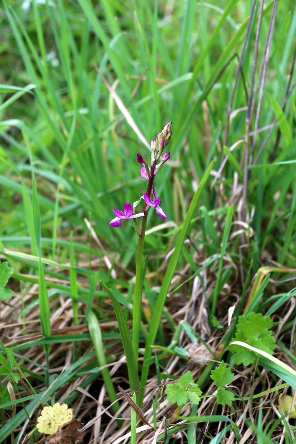 Orchis laxiflora Arzachena La Prisgiona Sardinië april 2017 (2).JPG