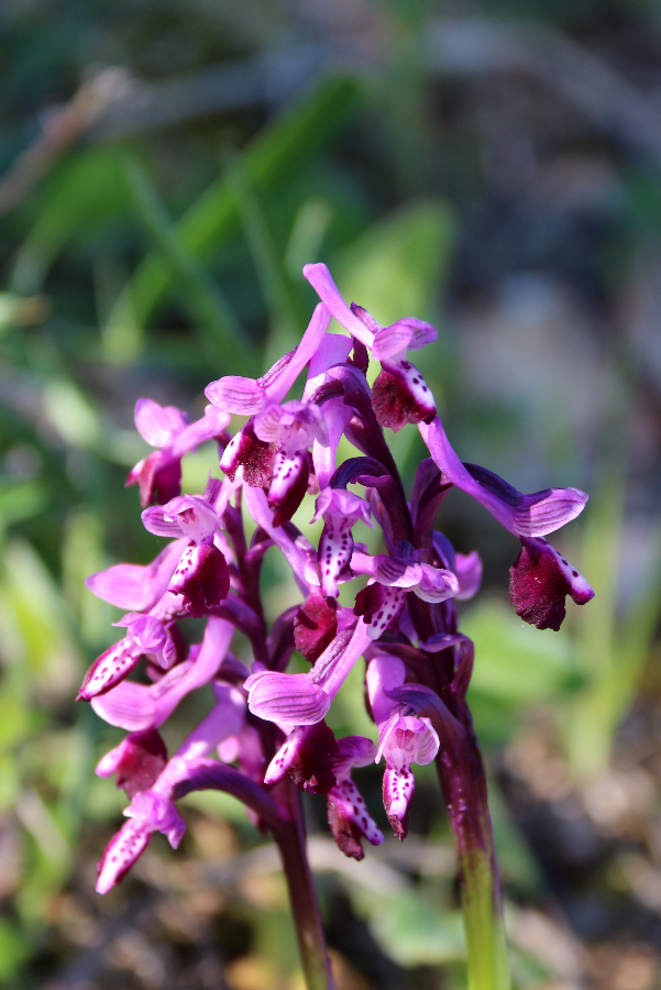 Orchis longicornu Orgosolo Sardinië april 2017 (1).JPG