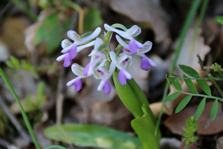 Orchis longicornu Orgosolo Sardinië april 2017 (2).JPG