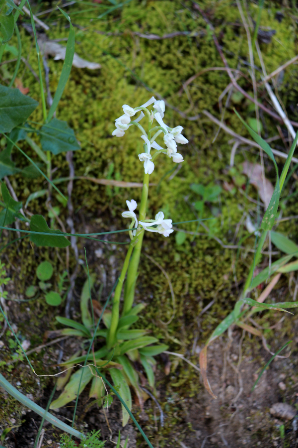 Orchis longicornu Orgosolo Sardinië april 2017 (4).JPG