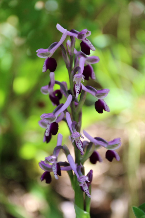 Orchis longicornu Sorgono Biru e Concas Sardinië april 2017 (1).JPG