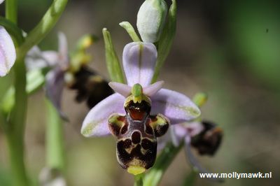 Ophrys scolopax, Var Fr, 29-04-2009 09_resize.JPG