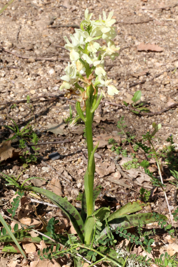 Orchis provincialis Sorgono Biru e Concas Sardinië april 2017 (2).JPG