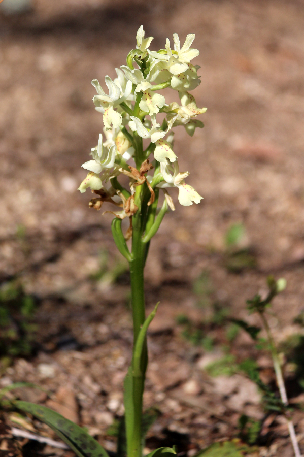 Orchis provincialis Sorgono Biru e Concas Sardinië april 2017 (1).JPG