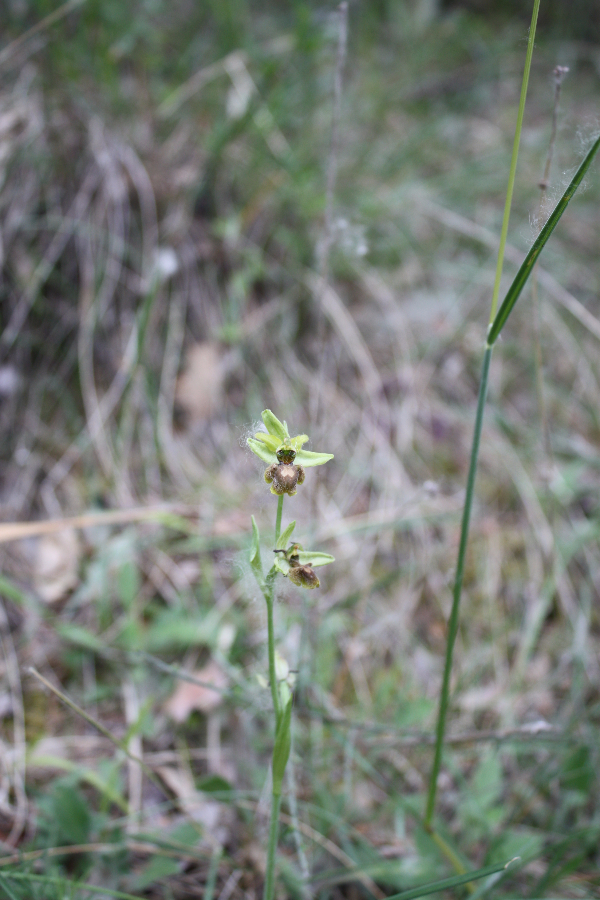 Ophrys araneola Burgos Spanje.JPG