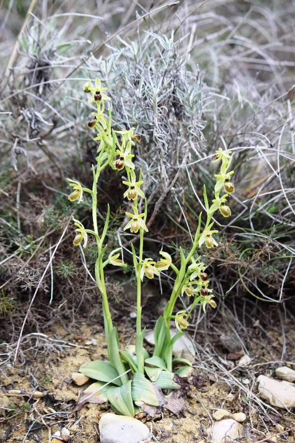 Ophrys araneola Luberon april 2009.jpg