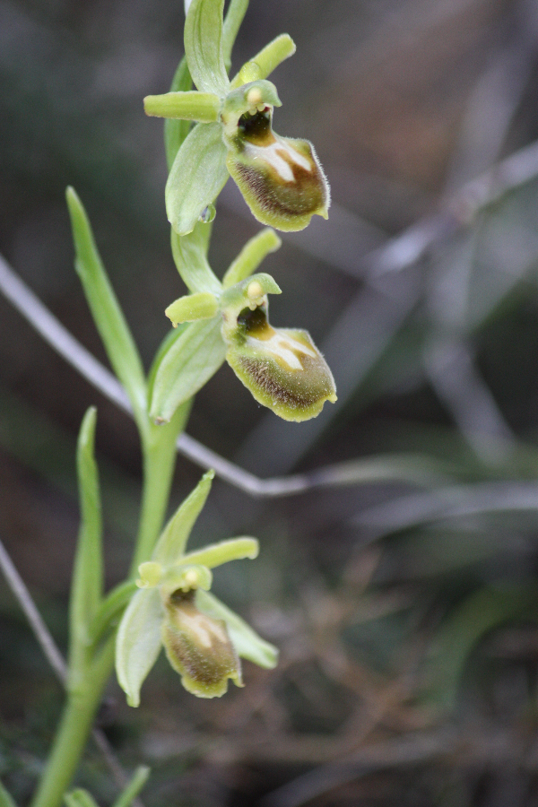 Ophrys araneola Luberon april 2009 (1).jpg