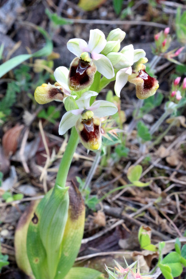 Ophrys Arzachena Coddu Vecchiu Sardinië april 2017 (8).JPG