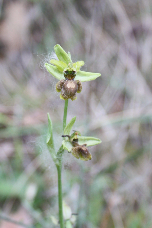 Ophrys araneola Burgos Spanje (2).JPG