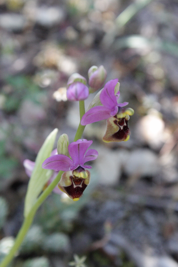 Ophrys ficalhoana Atapuerca Spanje 2012 (1).JPG
