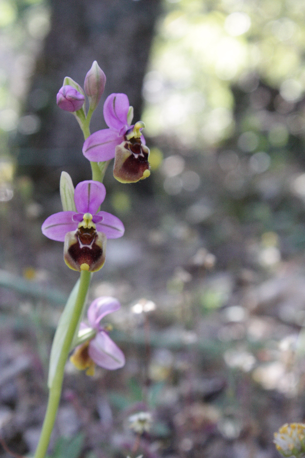 Ophrys ficalhoana Atapuerca Spanje 2012 (3).JPG