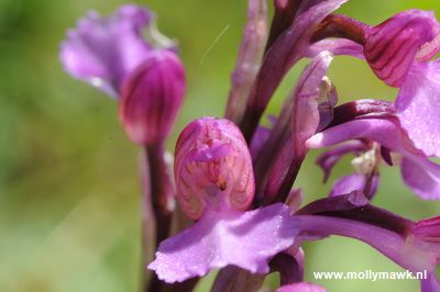 Orchis spec, Var Fr, 29-04-2009 02_resize.JPG