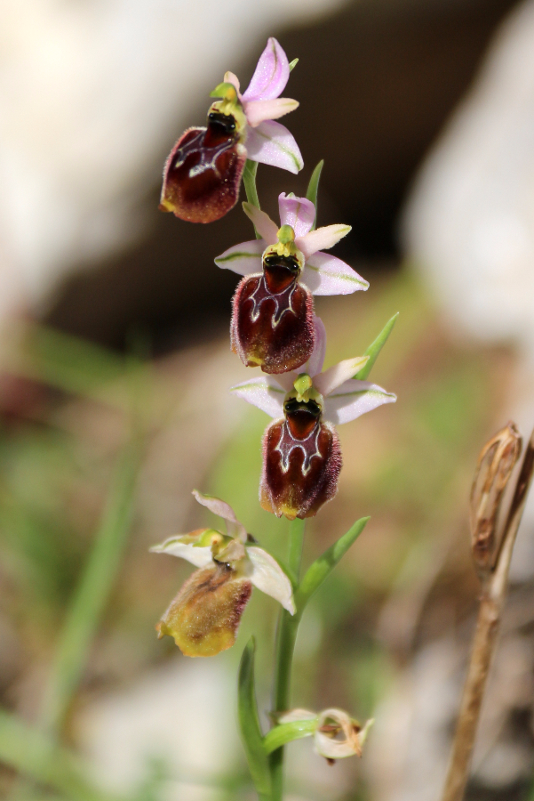 Ophrys Cala Gonone Cala di Luna Sardinië april 2017 (1).JPG