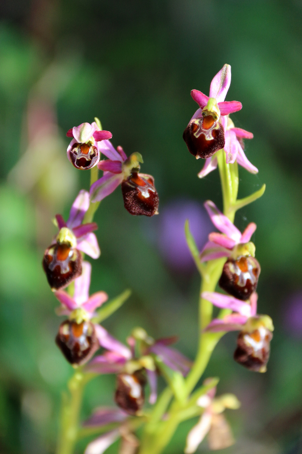 Ophrys Giara di Gesturi Sardinië april 2017.JPG
