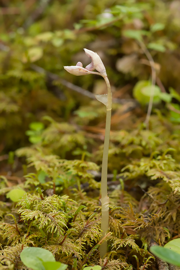 Spookorchis-knop-ENS-17-1.jpg