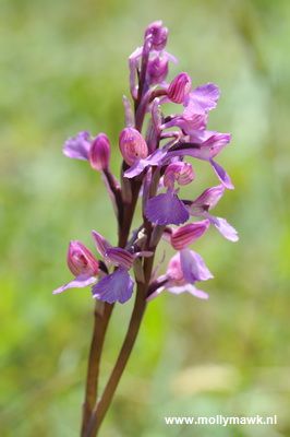 Orchis spec, Var Fr, 29-04-2009 06_resize.JPG
