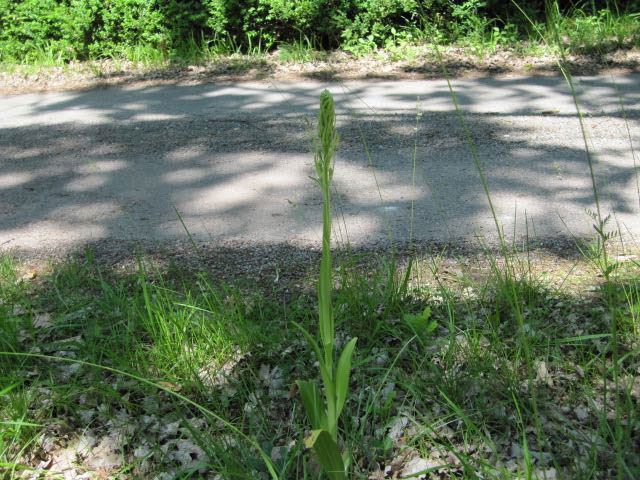 Poppenorchis Dordogne 0946.jpg