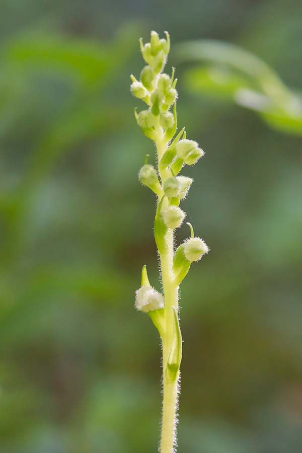 Dennenorchis-VCM.jpg