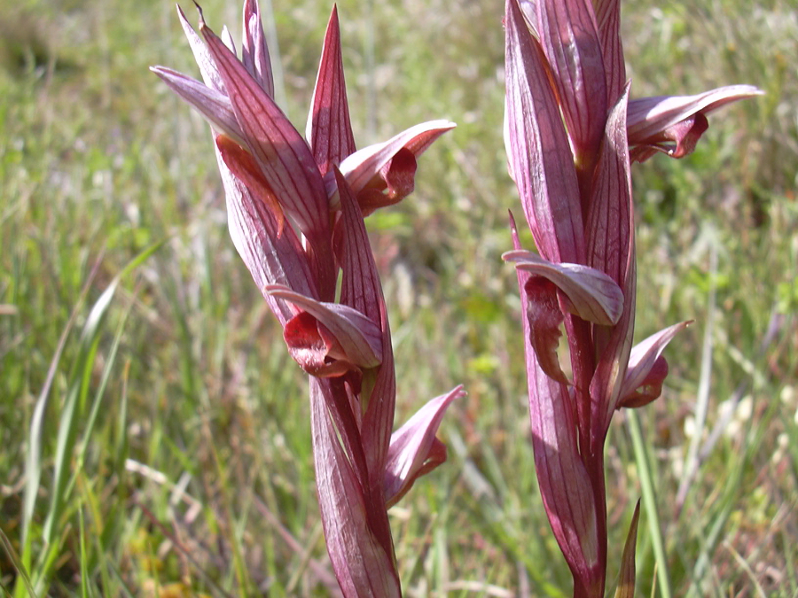 Serapias bergonii Kreta 2005.JPG