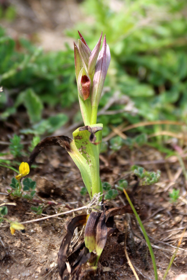 Serapias parviflora Capo testa Sardinië april 2017 (1).JPG