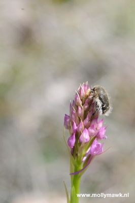 Anacamptis pyramidalis, Var Fr, 28-29-04-2009 08_resize.JPG