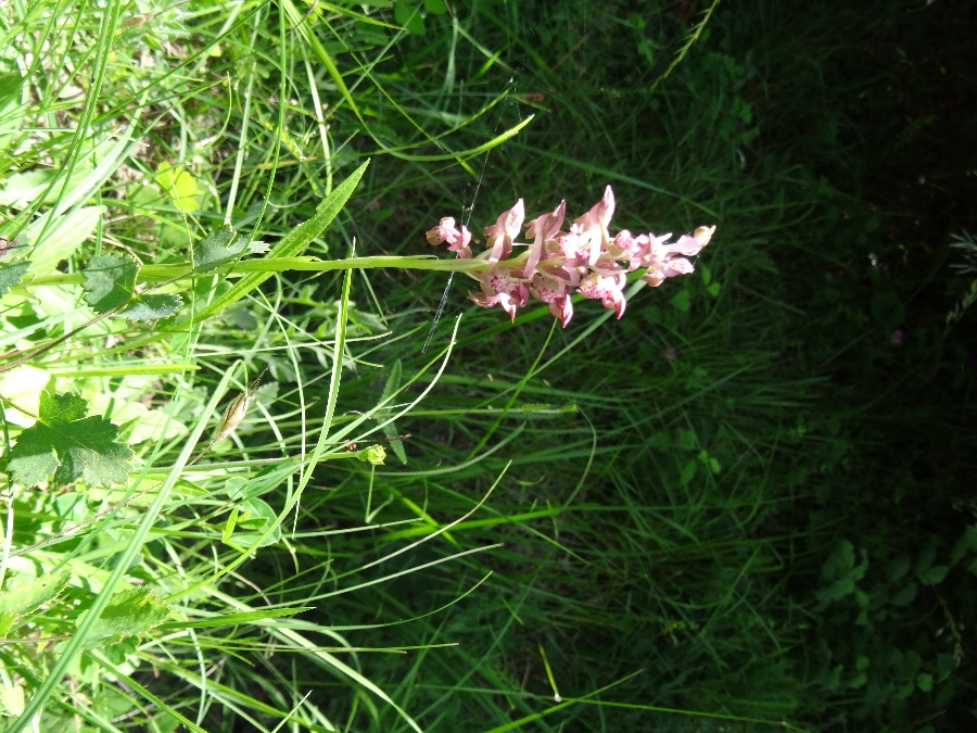 Orchis cariophora ssp fragrans 1 wantsenorchis.JPG
