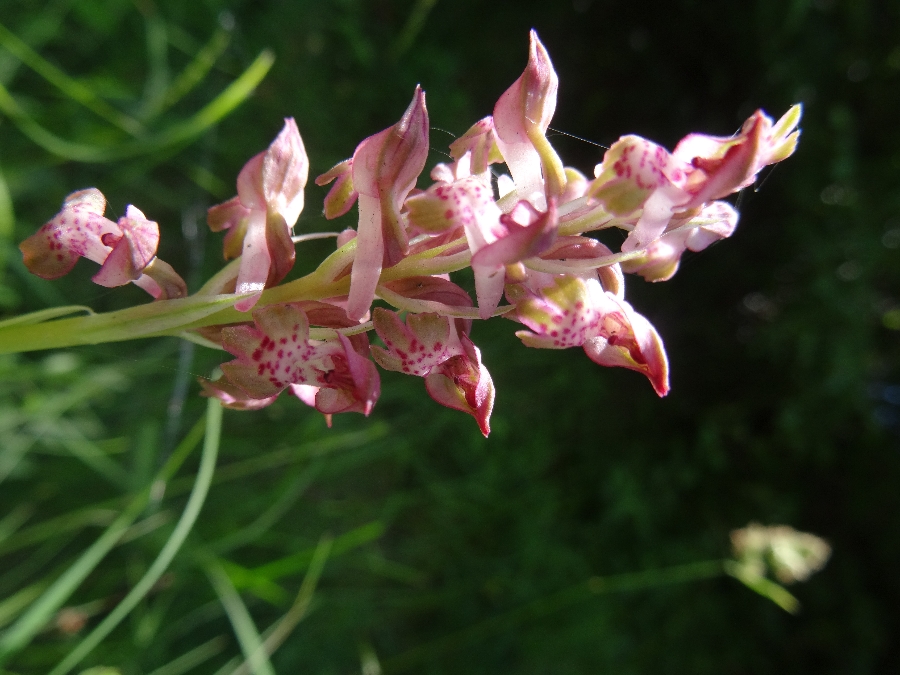 Orchis cariophora ssp fragrans 2 wantsenorchis.JPG