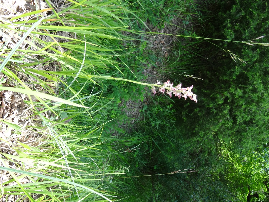 Orchis cariophora ssp fragrans 3 wantsenorchis (zweden 2017).JPG