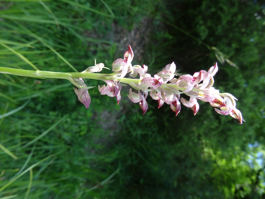 Orchis cariophora ssp fragrans 4 wantsenorchis (zweden 2017).JPG
